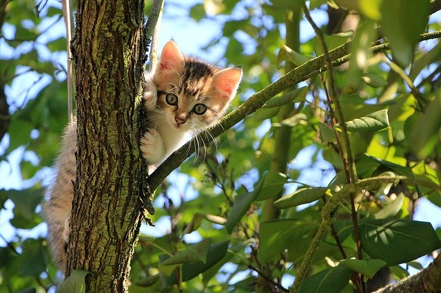 Kočka na stromě